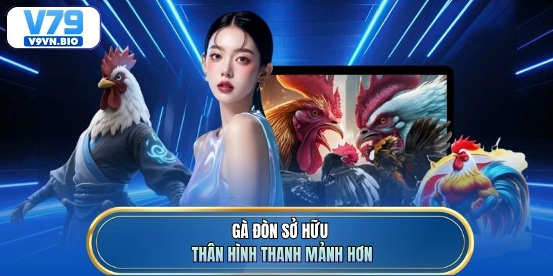 Gà đòn sở hữu thân hình thanh mảnh hơn